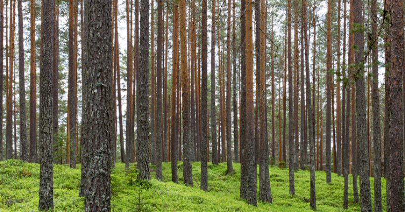 Baumstämme im Wald