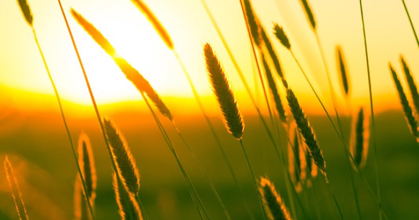Natur im Sonnenuntergang