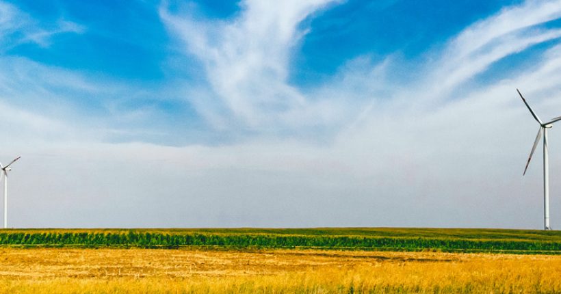 Windräder auf gelbem Feld